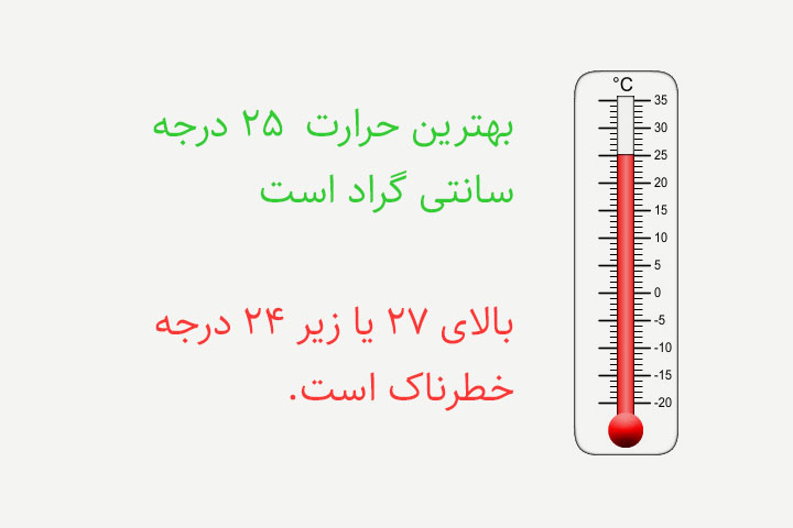 بهترین درجه حرارت نگهداری خوکچه هندی  ۲۵ درجه سانتیگراد است